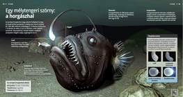 Rana pescatrice: un mostri d’alto mare