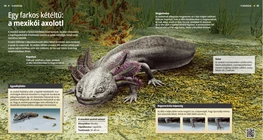 Axolotl: uno strano anfibio