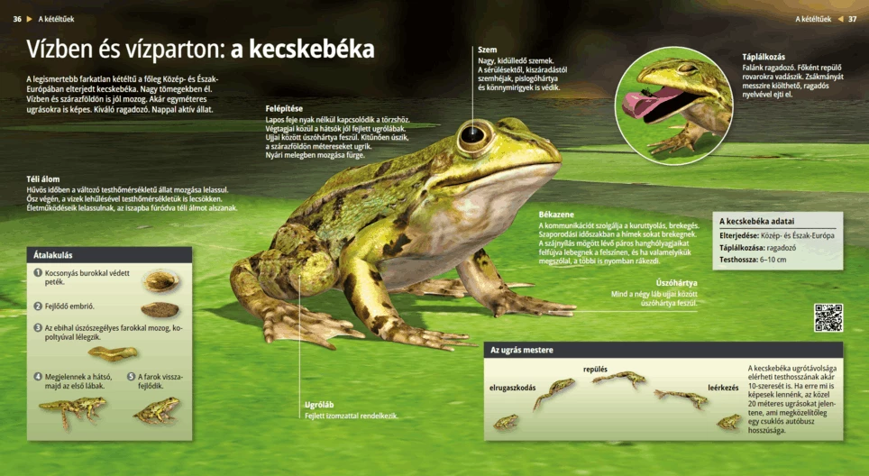 The Edible Frog: Jumping in and out of Water