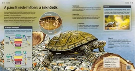 Tartarughe: una vita lenta sotto il guscio