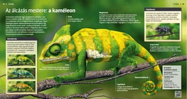 Camaleonte: maestro di camuffamento