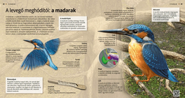 Birds: Winged Wanderers