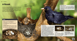 The Nest: Home Sweet Home