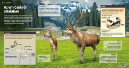 Mammals: Evolutionary Pioneers