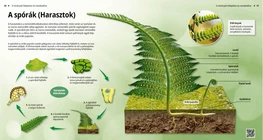Spores (Ferns)