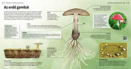 Funghi dei boschi