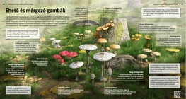 Funghi commestibili e velenosi