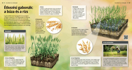 Cereals: Wheat and Rice