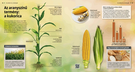 The Golden crop: the Maize
