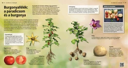Solanacee: pomodori e patate