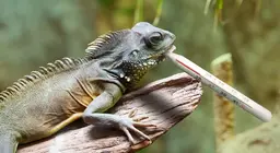 Können Reptilien auskühlen?