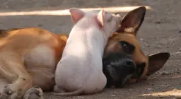 Zijn varkens slimmer dan honden?