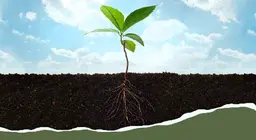 Von der Wurzel bis zum Blatt