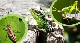 Insekten und Insektenfresser in Wiesen