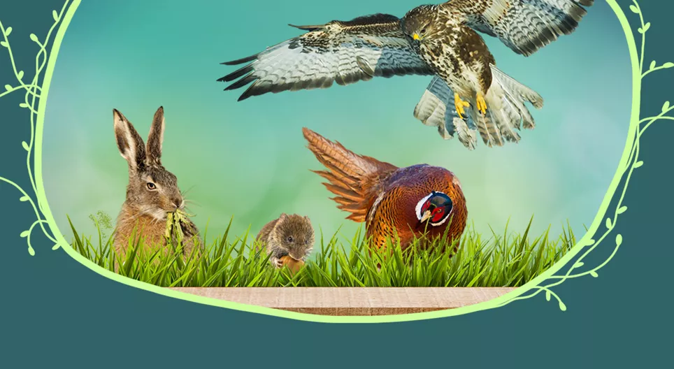 Weilandfauna