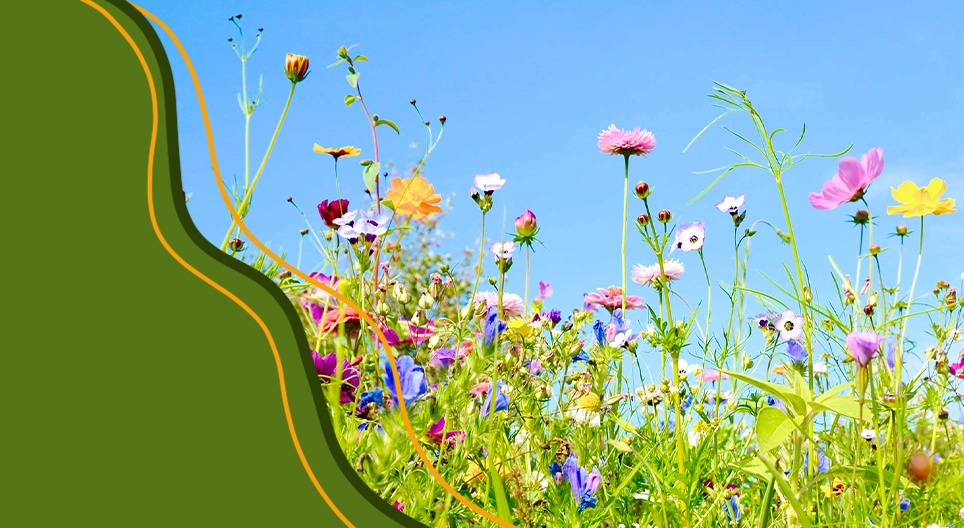 De levenscyclus van bloeiende planten