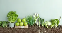 Samen oder Frucht?
