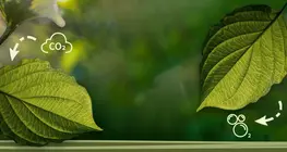 Was ist Photosynthese?