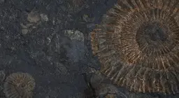Fossili viventi