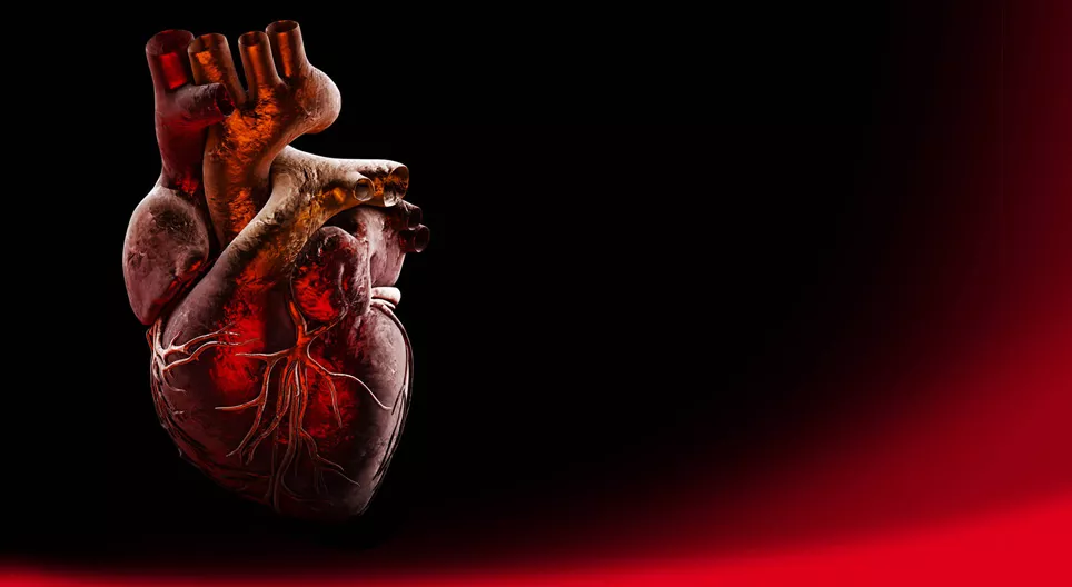 De anatomie van het hart (gemiddelde moeilijkheidsgraad)