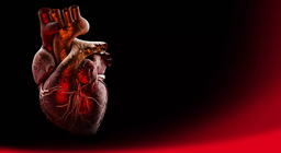 L'anatomie du cœur (niveau intermédiaire)