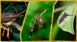 Arthropodes aquatiques