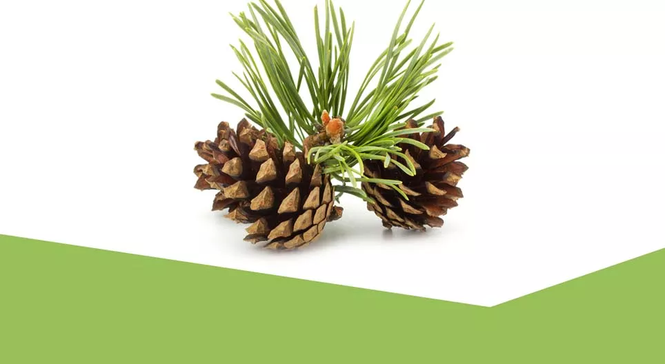 De wereld van de wintergroene