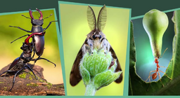 Insectes dans la forêt