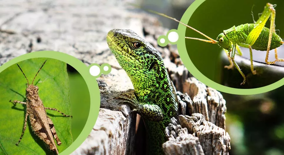 Insecten en insecteneters