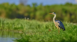 Life in the water and on the shore