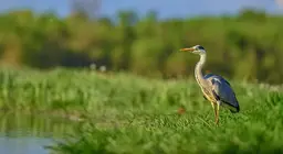Vita nell'acqua e sulla riva