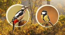 Oiseaux qui nichent dans les arbres