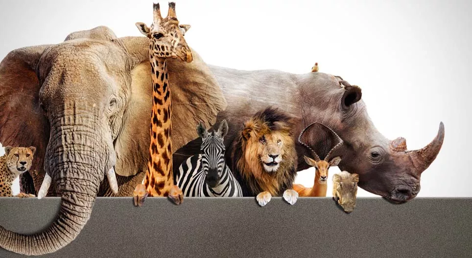 We gaan op safari!