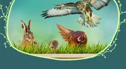 Animali dei prati
