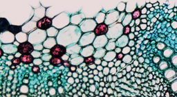 Quelles sont les caractéristiques des tissus vasculaires des plantes ?