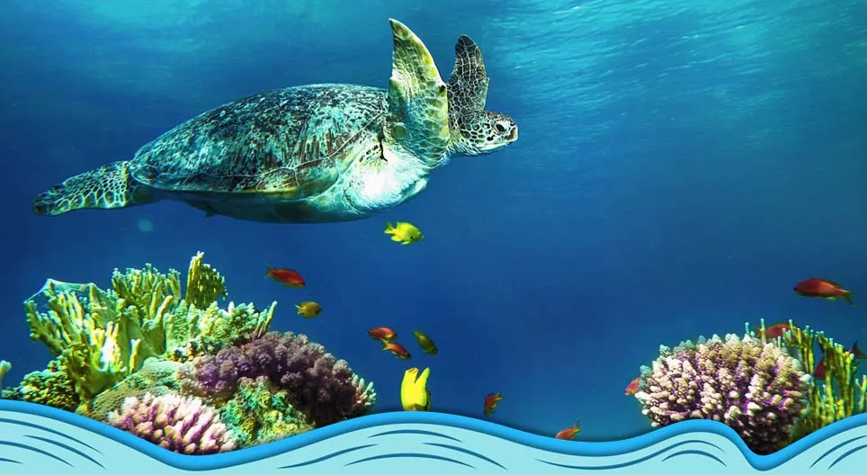 Inleiding tot de wereld van de oceanen