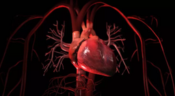 L'appareil cardiovasculaire