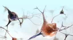 Quelles sont les caractéristiques du tissu nerveux ?