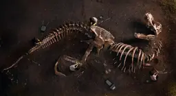 Cosa ci dicono i fossili?