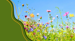 Das Leben der Blütenpflanzen