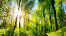 Lasst uns die Gesichter des Waldes kennenlernen!