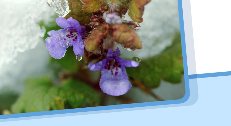 Aggregatietoestanden en -overgangen