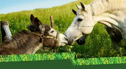 Donkey or horse?