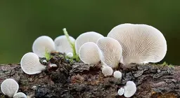 Il mondo segreto dei funghi