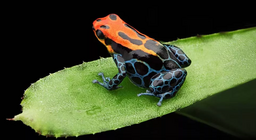 Are poison dart frogs poisonous?