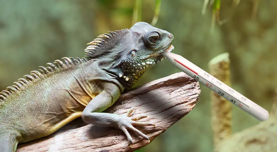 Krijgen reptielen het ooit koud?