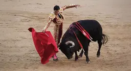 In che modo i tori vedono una cappa della corrida? - La vista degli animali