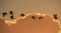 Comment volent les oiseaux ? Partie 3