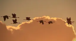 Come volano gli uccelli? Parte 3