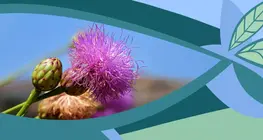 The flower